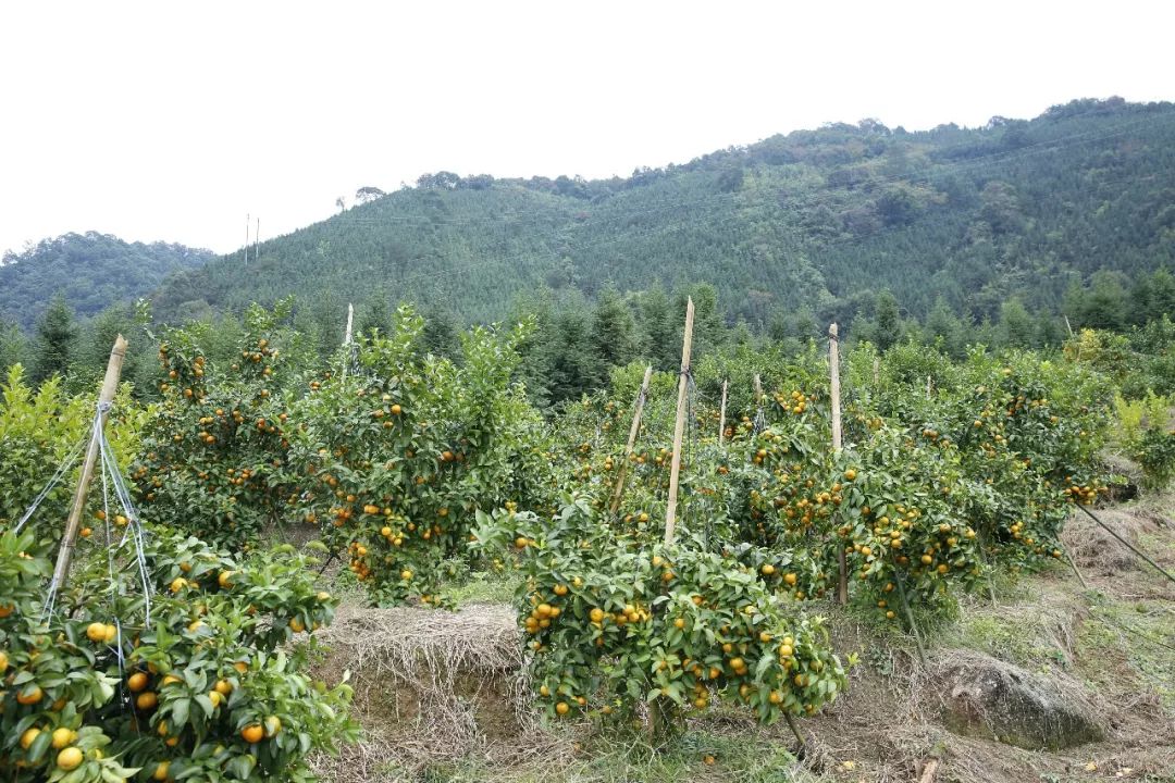 砂糖橘树种植环境图片