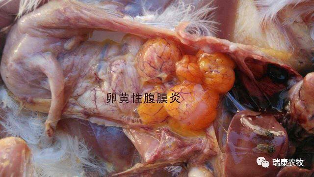 母鸡输卵管位置图图片