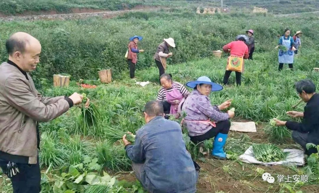 普定吉祥村做好韭菜文章助農增收