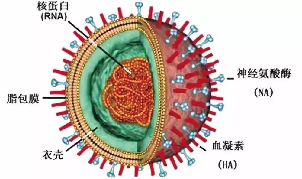 禽流感图片解剖图图片