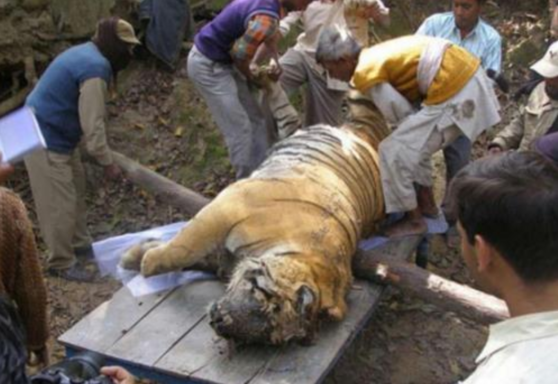 男子发现一头死去的老虎工作人员解剖后令人心痛不已