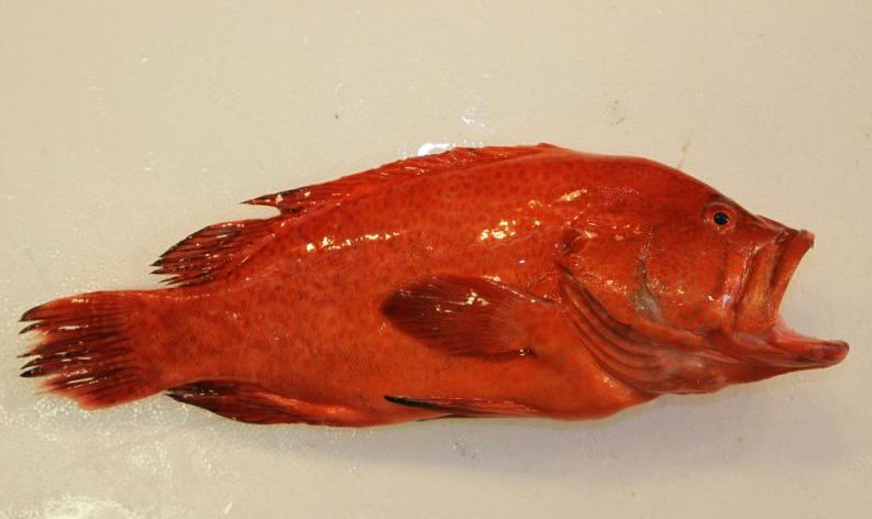 红色大头海鱼图片