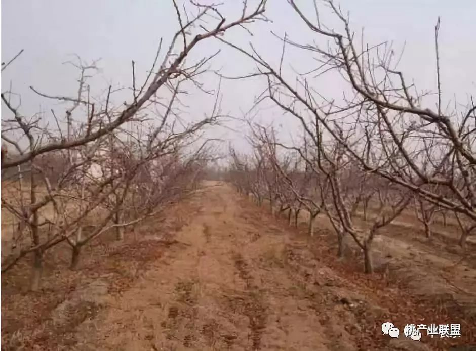 桃樹冬季修剪實戰視頻,幫您解決難題