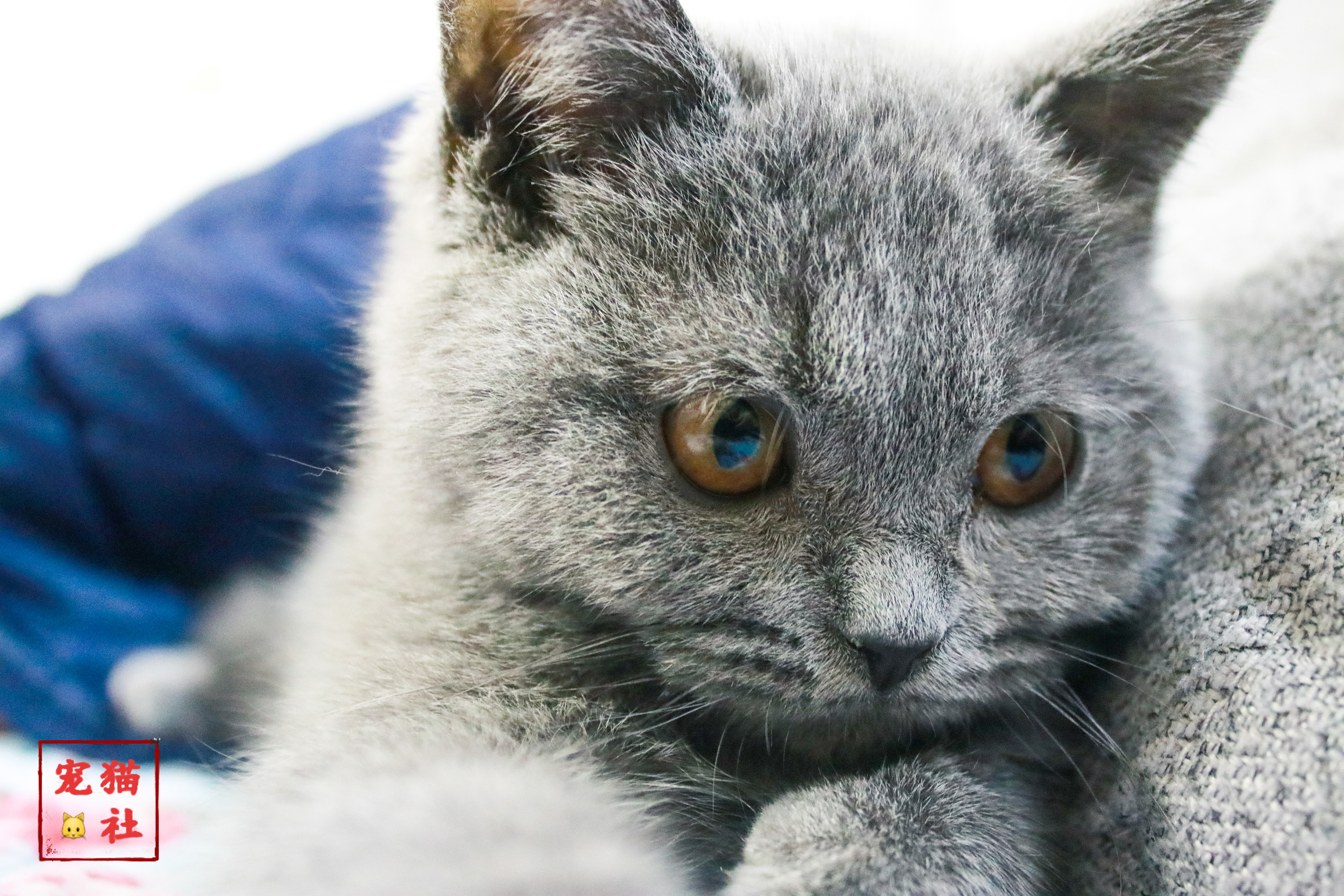 猫咪壁纸可爱超萌蓝猫图片