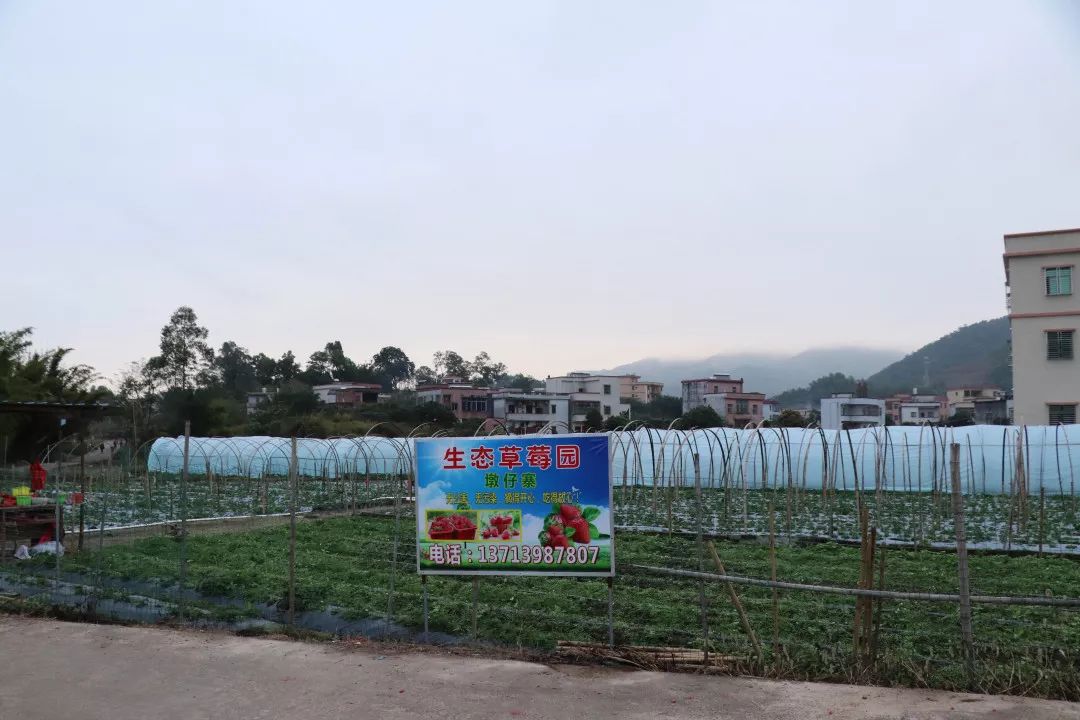 草莓採摘園林間小道(建設中)竹林公園(建設中)雨汙分離管道建設汙水