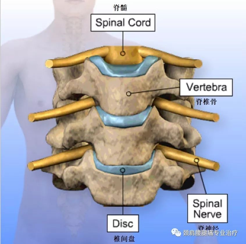 中英文字幕前路頸椎間盤切除融合術anteriorcervicaldiscectomyand