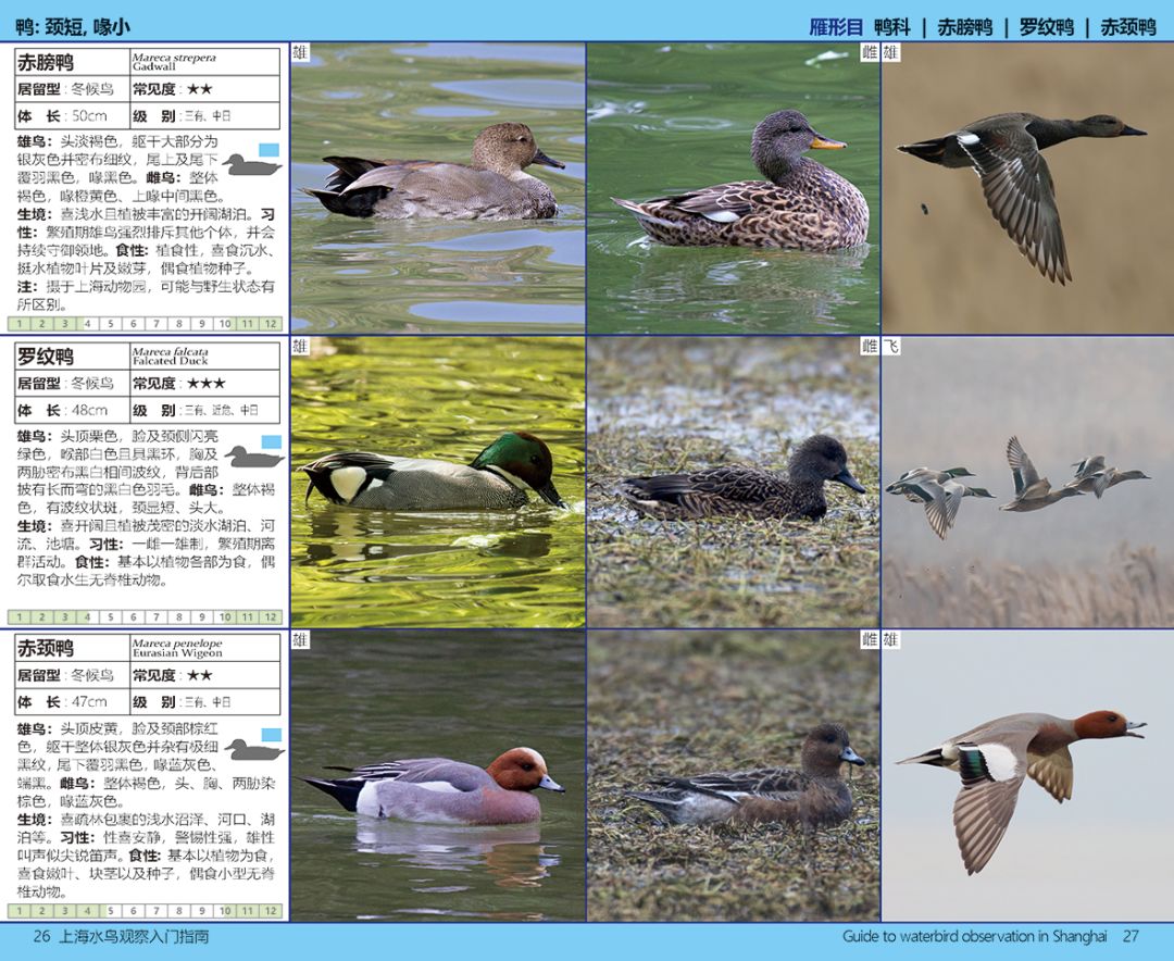 上海水鸟观察入门指南开放申领