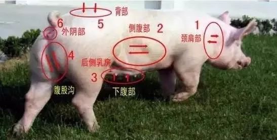 母猪输精口诀图片