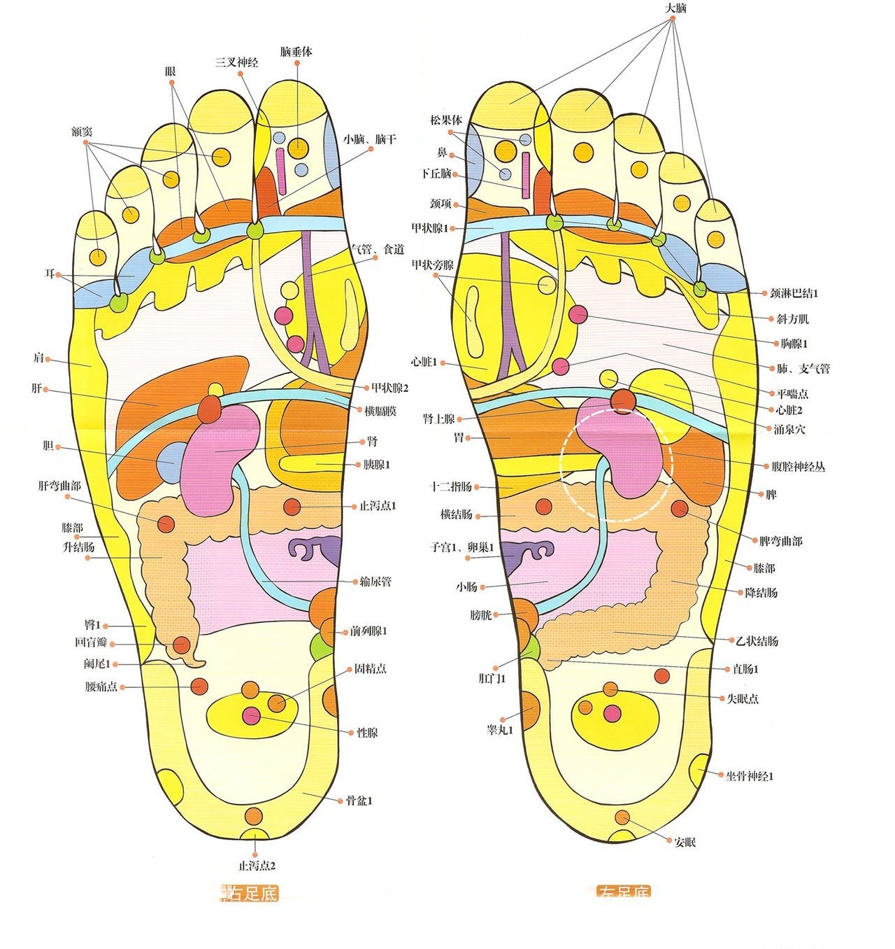 人体脚部结构图解大全图片