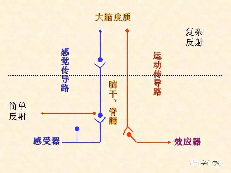 康復應用解剖神經傳導通路conductivepathway