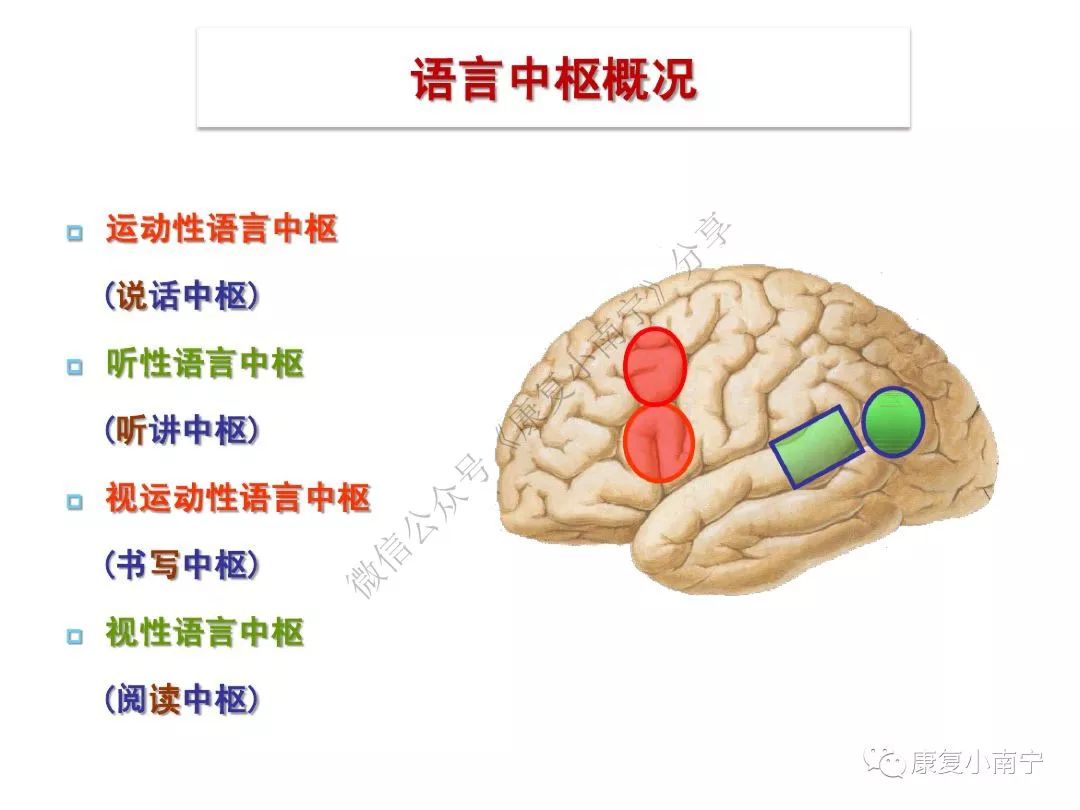 康知了大腦皮質功能分區超讚的神經康復必備圖