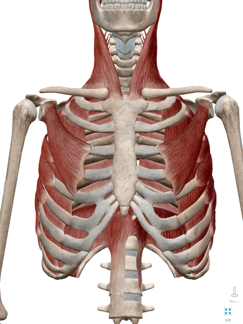 胸式呼吸的肌肉图片