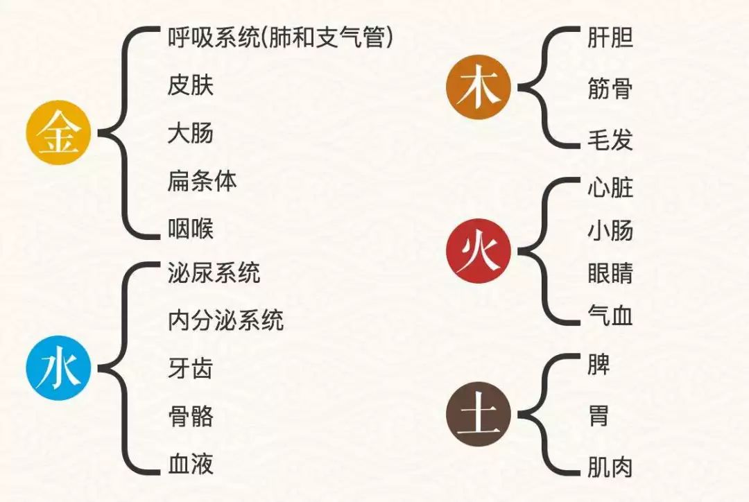 内分泌三条轴示意图图片