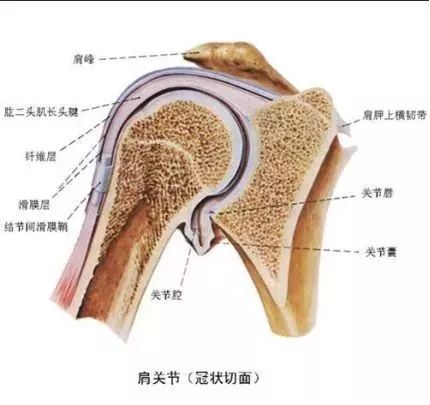 关节唇图片结构图图片