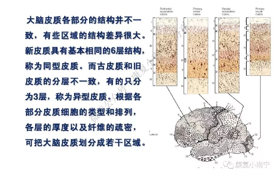 康知了大脑皮质功能分区超赞的神经康复必备图