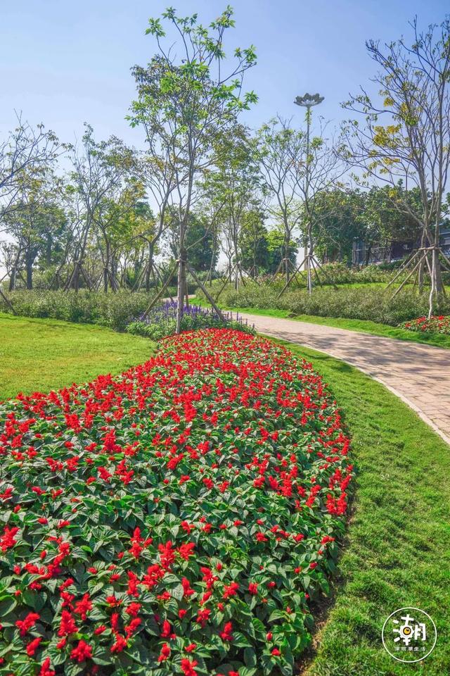 無邊海景紫穗狼尾草深圳這個海濱公園美成了春天的樣子