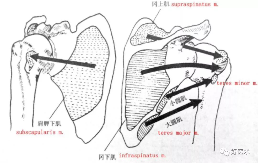 最全肩關節解剖及查體方法彙總