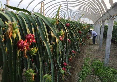 北方温室大棚种植火龙果需要注意的几点栽培技术