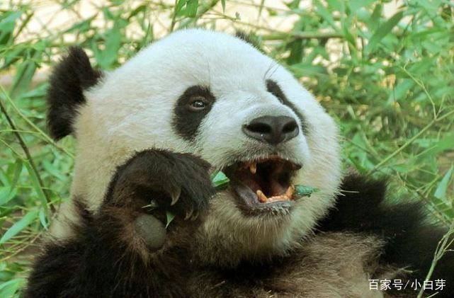 熊猫装牙套首例!熊猫 团团装上了钛金属牙套