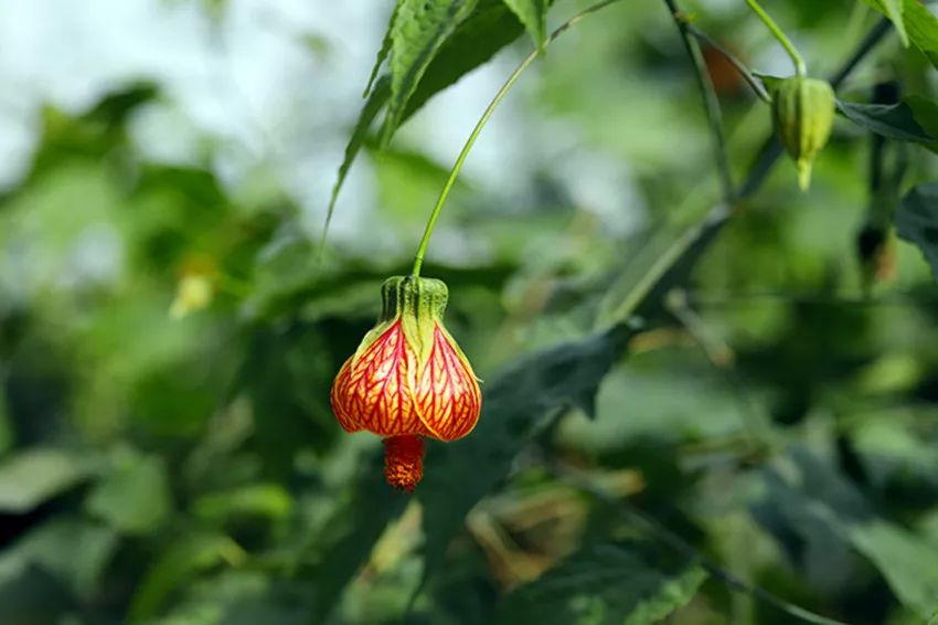 吉祥喜慶燈籠花