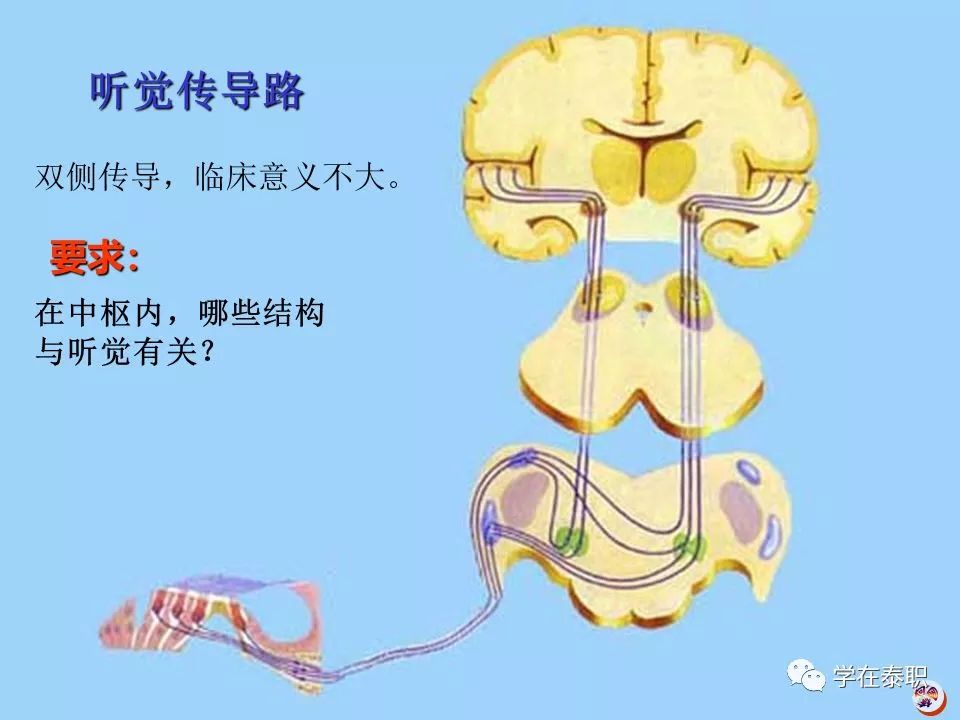 神经传导通路示意图图片