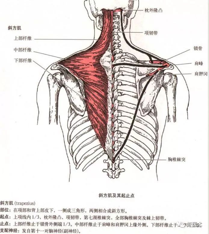 肩的结构图与名称图片图片