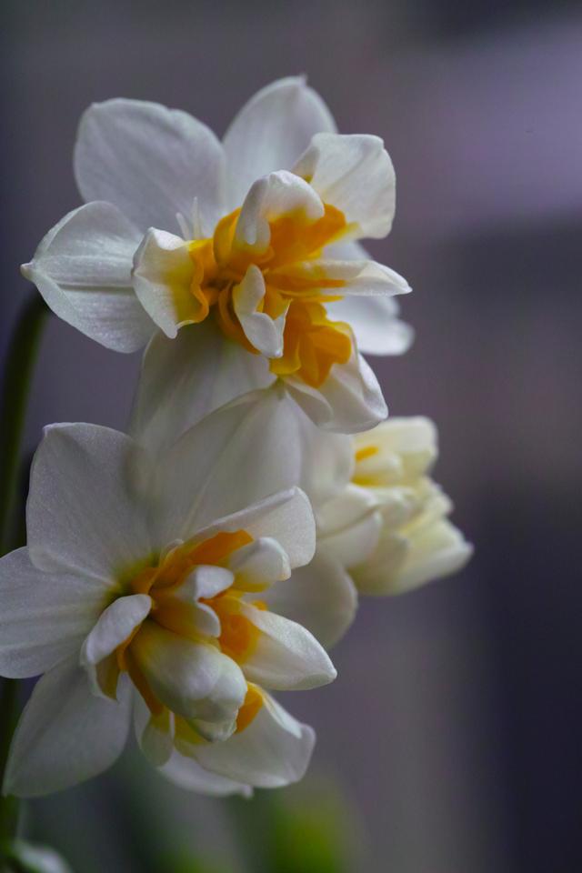 水仙花的样子花瓣图片