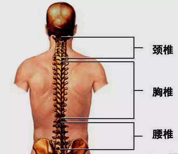 下胸椎的神經管到胰臟,下胸椎神經受到壓迫,胰臟功能不好,就會猿繕