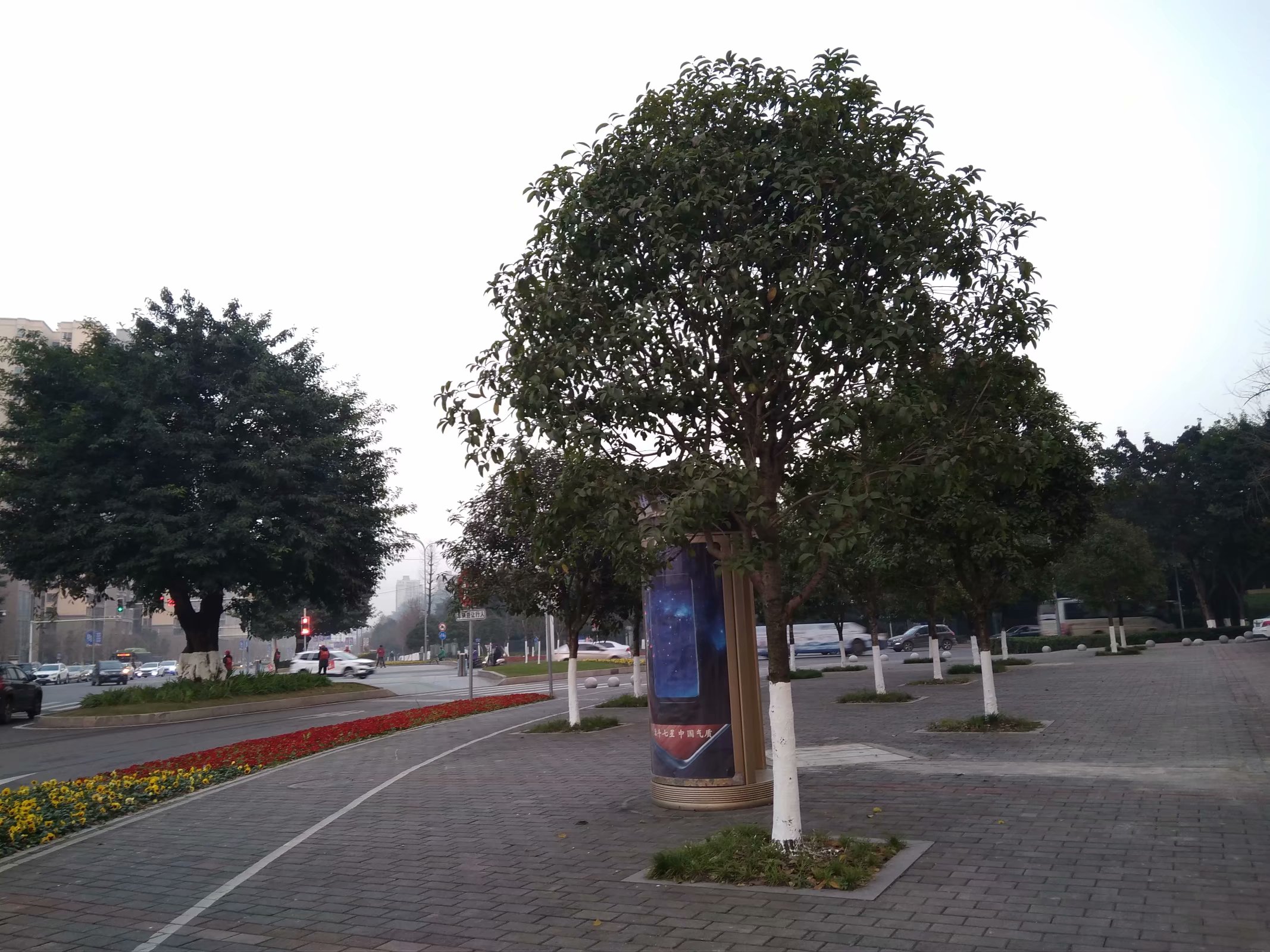 重庆市的市树图片