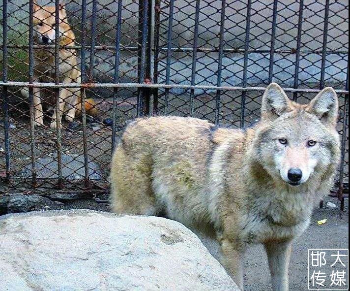 獨家猛料邯鄲佛山野生動物園逆天了提前探營帶你先睹為快