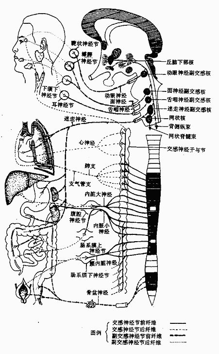 人体八大系统简笔画图片