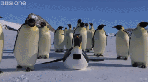 更搞笑的是,企鹅机器人独特的行走方式,引来真企鹅的模仿,排成一字