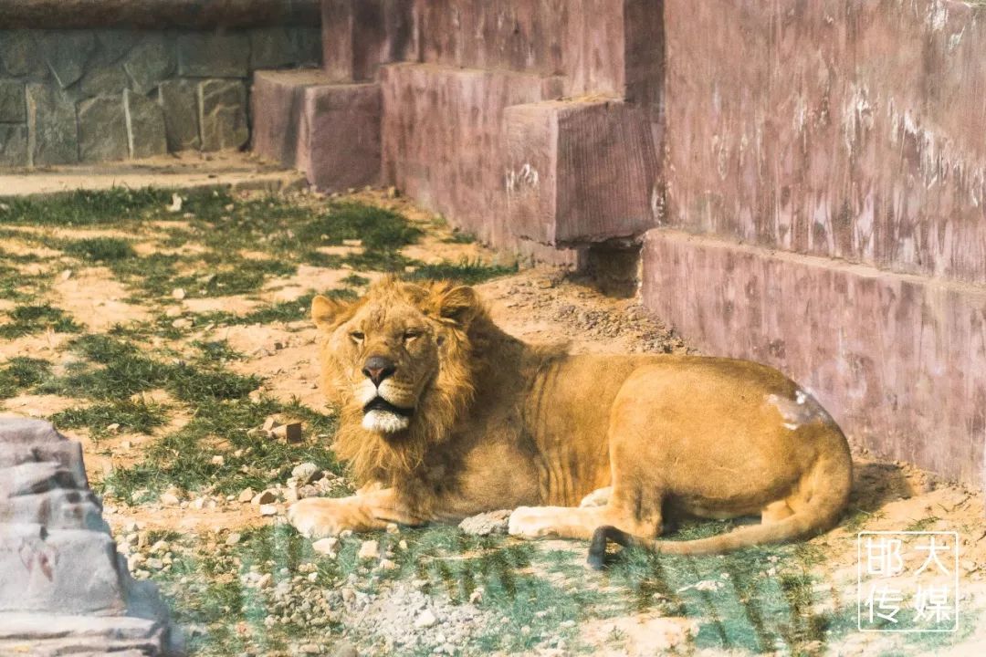 獨家猛料邯鄲佛山野生動物園逆天了提前探營帶你先睹為快