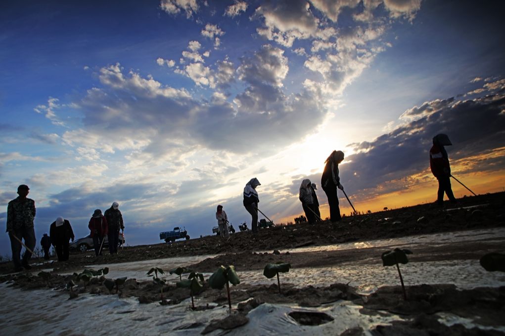 棉·自然·人丨国家地理20万元大奖获得者石河子摄影家王梓林与他的