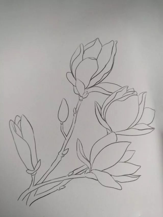 用2b铅笔勾画出花朵花苞的姿态位置,花瓣的大致外轮廓级枝条,细化花瓣