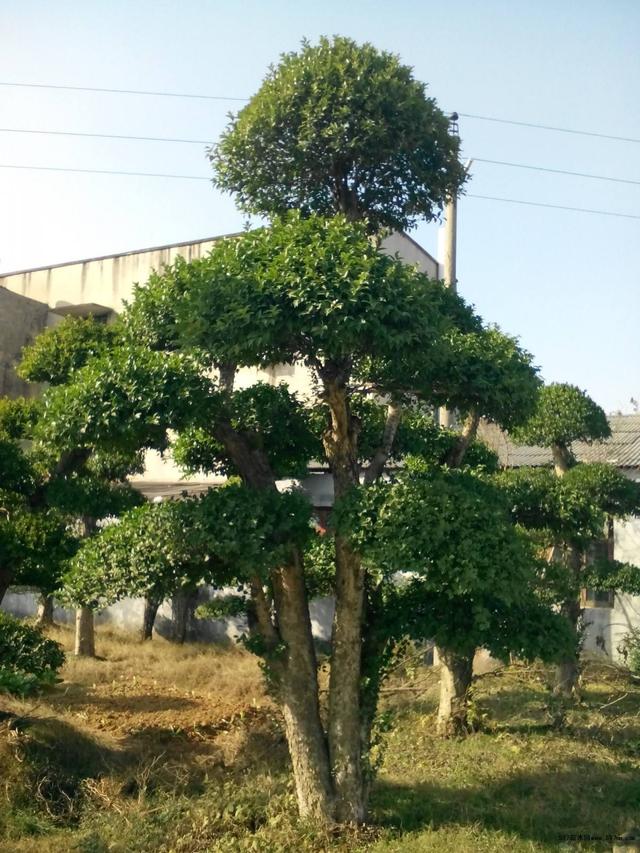 野生刺冬青老桩盆景图片