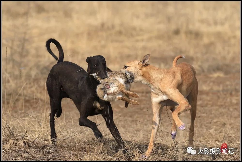 图说康乐康乐县猎犬狩猎赛