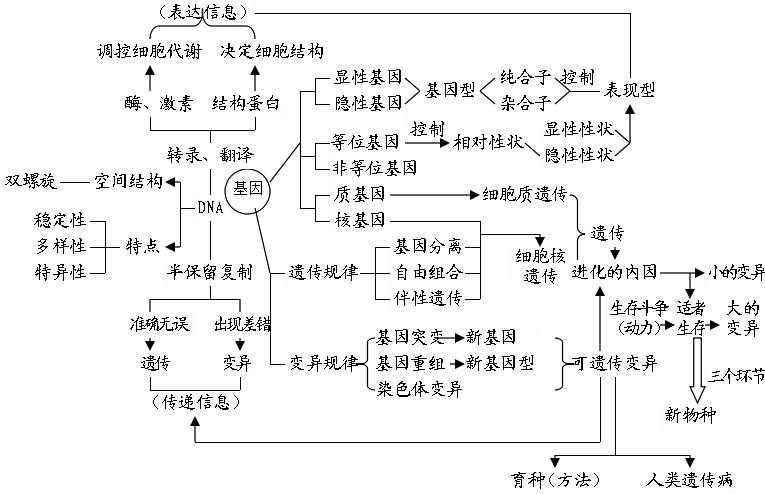 遗传的基本规律遗传的物质基础生命中的能量人和动物的新陈代谢绿色