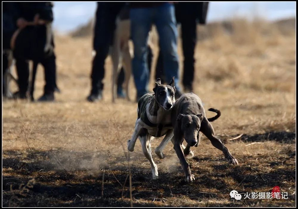 图说康乐康乐县猎犬狩猎赛