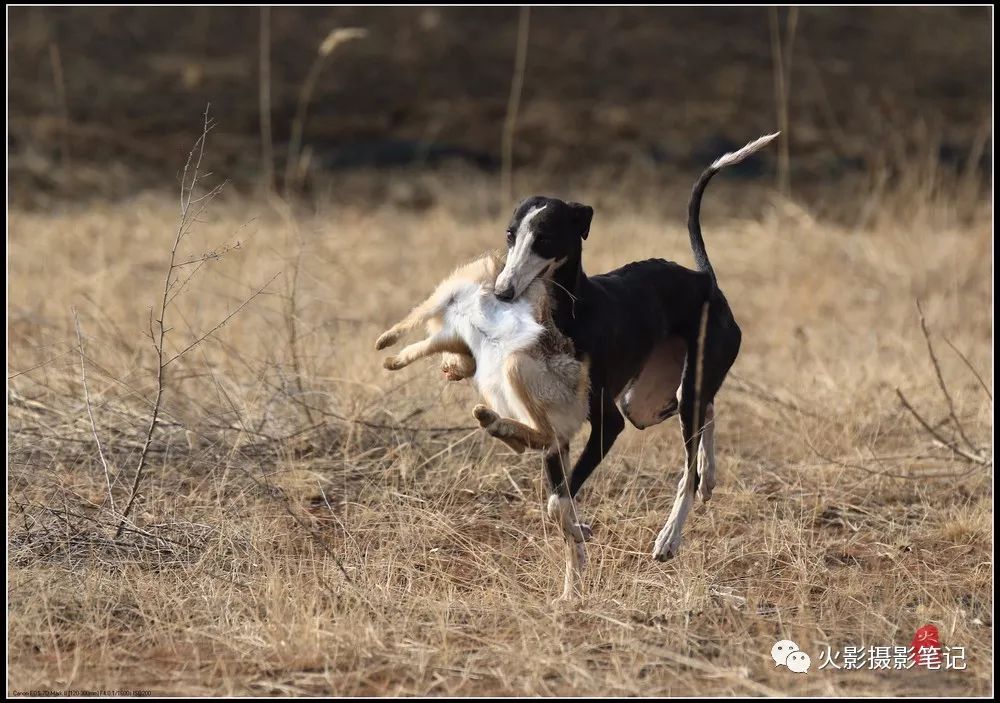 图说康乐康乐县猎犬狩猎赛