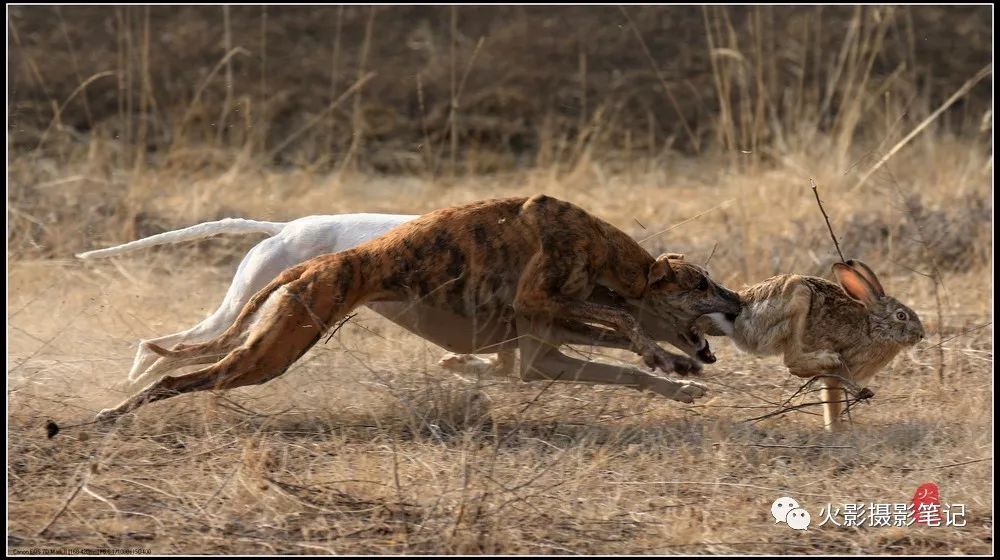 图说康乐康乐县猎犬狩猎赛