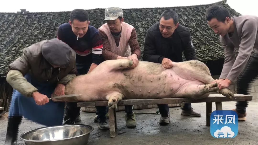 抓猪尾巴 帮助屠夫杀年猪 寓意这家主人 来年继续喂大肥猪