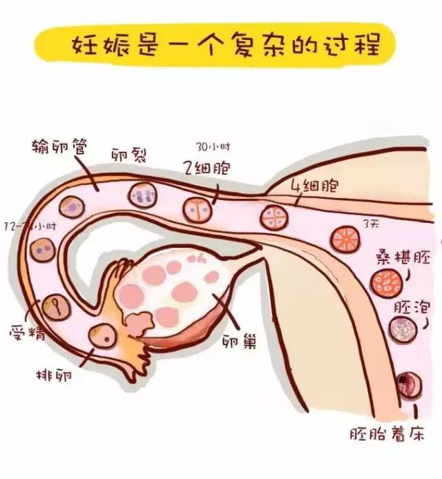 孕囊大小能判断胎儿性别