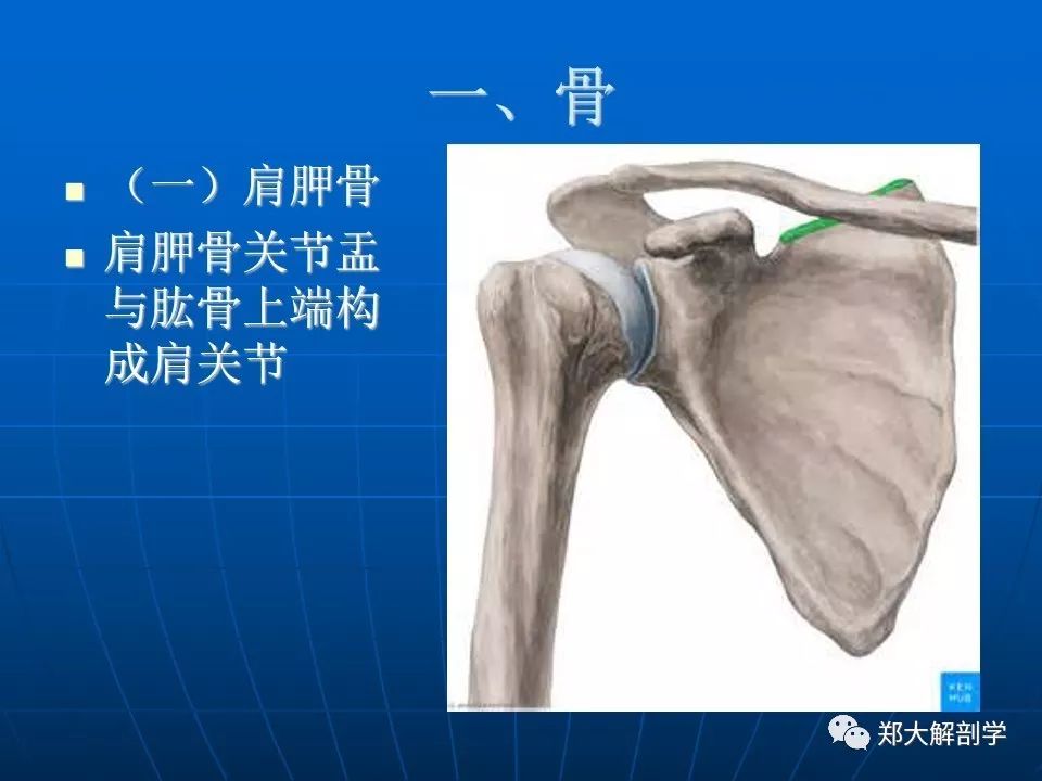 肩关节应用解剖