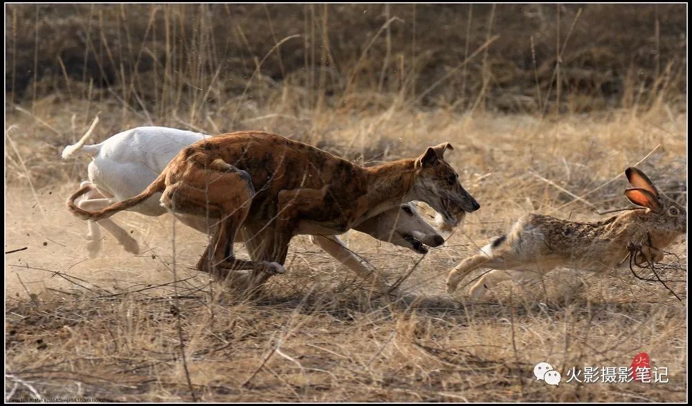 法老王猎犬打猎图片