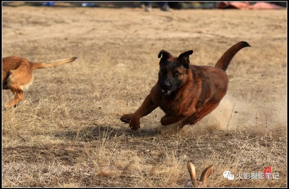 图说康乐康乐县猎犬狩猎赛