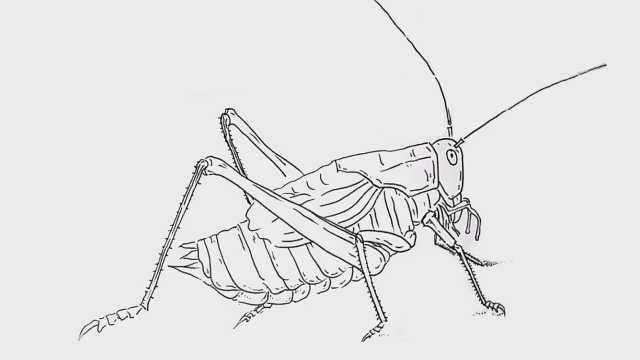 蟋蟀简笔画步骤图片