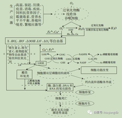 围产期母猪辩证分析之氧化应激