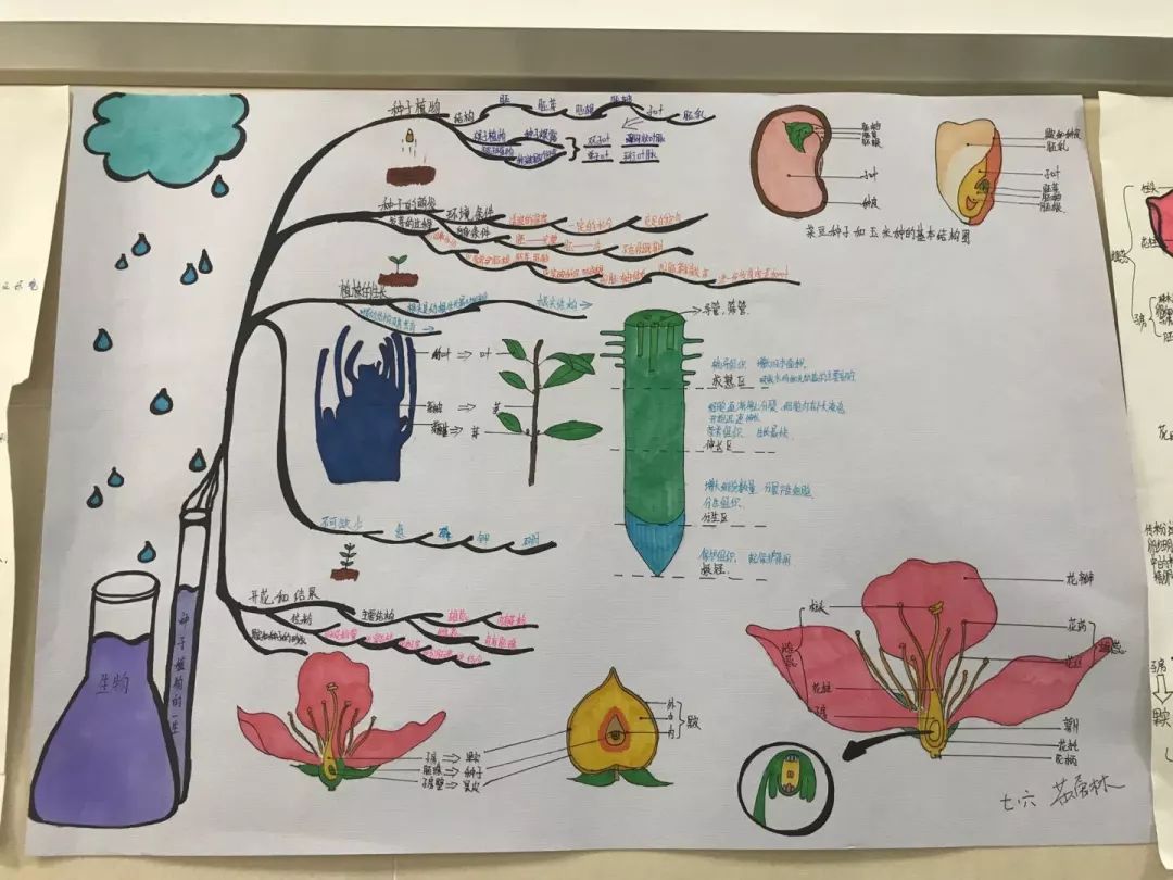 七上生物思维导图手绘图片