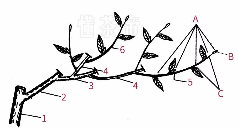 茶树新梢生育轮次性示意图(1前一年老枝;2头轮新梢;3二轮新梢4